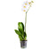 White Phalaenopsis orchid in a pot. Dnipro